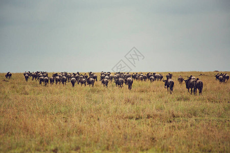 非洲萨凡纳的Antelope图片