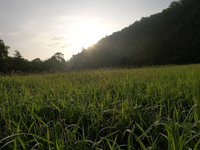 清晨的山野草地图片