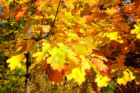 在阳光明媚的日子里秋天的森林景观户外的阳光明媚的秋天图片