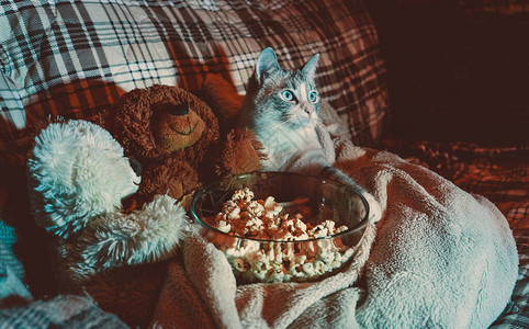 猫咪和熊朋友一起看电影在跟图片