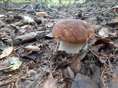 森林里的布列特斯蘑菇野生食用蘑菇流动照片图片