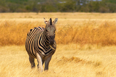 非洲野生动物非洲山区Zebra图片