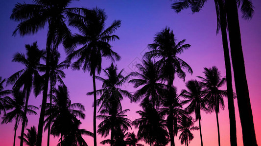 泰国黄昏时空的奇特热带Krabi海滩棕榈树或椰子树图片