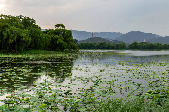 夏季宫北京大面积湖泊花园展厅图片