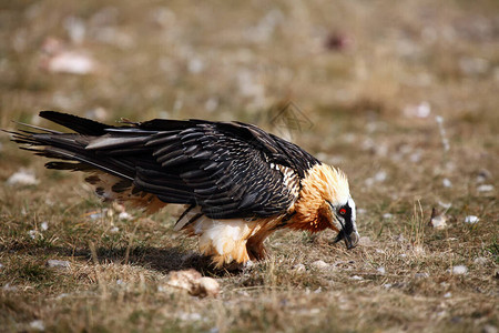 胡须秃鹫Gypaetusbarbatus图片