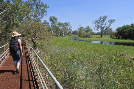 澳大利亚北部地区Kakadu公园Yelow水沼泽一带的澳大利亚青年图片