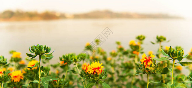 夏天在湄公河附近盛开着红色中心的五颜六色的黄花图片