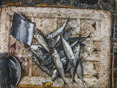 在越南油菜市场鱼市销售的各类松散鱼图片
