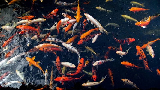 美丽的传统日本池塘有锦鲤鱼图片