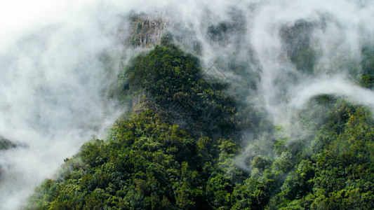 在山上生长的丛林森里浓雾覆图片