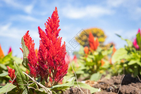 dielsiana照片  |药草罗伯特geraniumrobertianum花的宏观拍摄照片