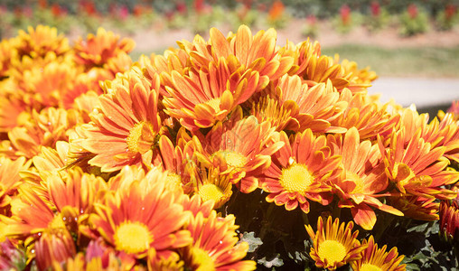 OrangeGerberaDaisy或Gerbera花卉图片