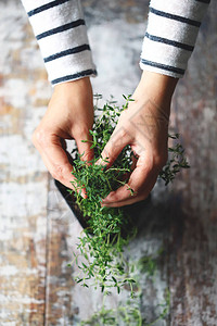 女人的手把百草枯树枝放在锅里图片