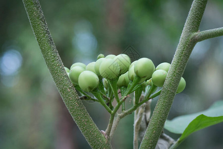 茄子豆角SolanumHervum工背景