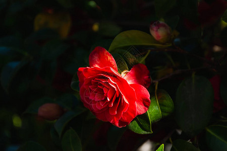 红茶花特写在花园里鲜艳的红色花朵春天的花朵植物园中的日本山茶花