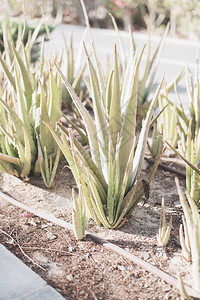 AloeVera种植户外活动场用于装饰用途的长青植图片