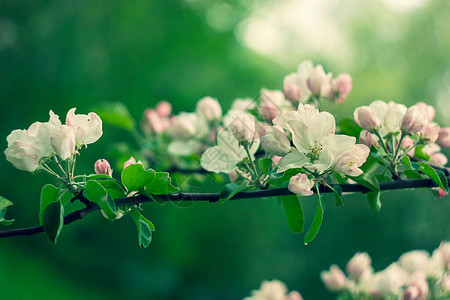 美丽的粉色和白色苹果花清晨新鲜的早晨自然图片