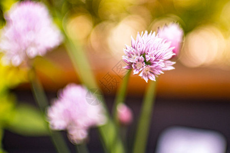 绿色背景花园中的紫色开花韭菜图片