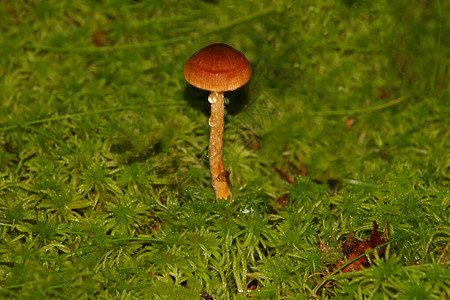 小蘑菇在林中绿苔的一条腿上滴露图片
