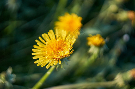 美丽的春天蒲公英花与黄色蒲公英的绿色领域黄色春天的花朵特写图片