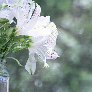 玻璃罐中的一束白色六出花站在树木背景下的阳光下概念花背景图片