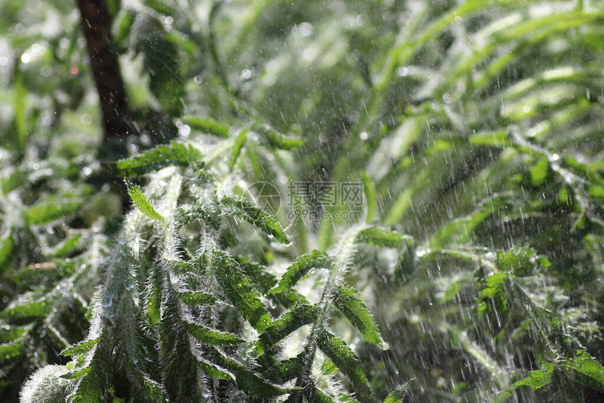 雨中阳光明媚的日子里的绿色植物图片