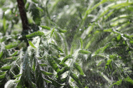 雨中阳光明媚的日子里的绿色植物图片