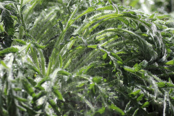 雨中阳光明媚的日子里的绿色植物图片