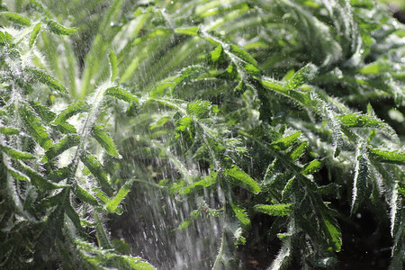 雨中阳光明媚的日子里的绿色植物图片