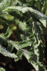 雨中阳光明媚的日子里的绿色植物图片