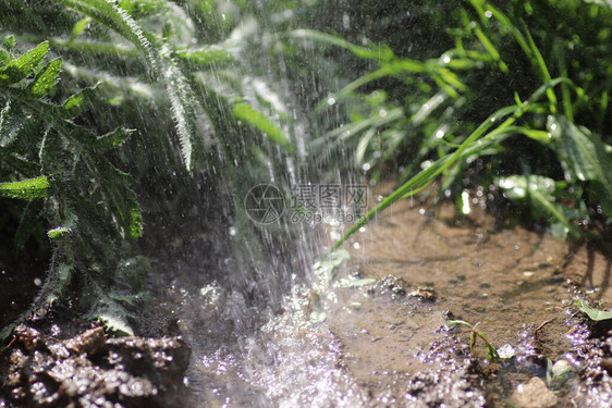 雨中阳光明媚的日子里的绿色植物图片