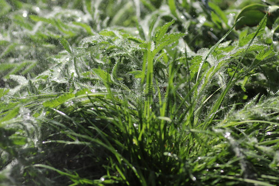 雨中阳光明媚的日子里的绿色植物图片