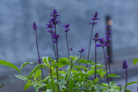 一些紫色小花的特写图片