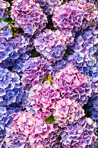 联合王国花园美丽的夏日全盛装展花架关闭Hydrange背景图片