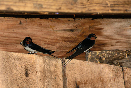 两只燕子坐在房子的木墙上鸟图片