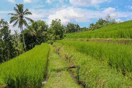 印度尼西亚巴厘岛德格拉朗水季梯田灌溉运河被称为subak图片