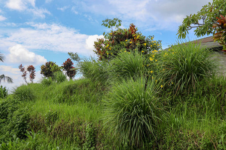 ps素材草坡图片