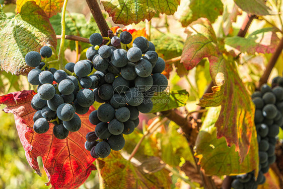 葡萄藤浆果和叶子的特写单束成熟的红葡萄酒挂在绿叶背景上的藤蔓上种植葡萄藤图片