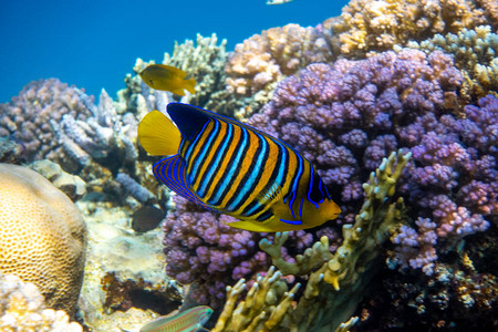 埃及红海珊瑚礁上的皇家神仙鱼图片