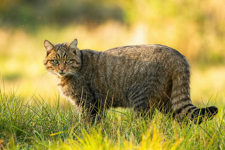 警告欧洲野猫Felissilvestris图片
