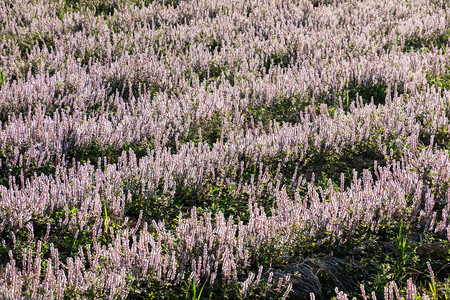 农场的粉紫色凉山花图片