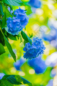蓝色绣球花和新鲜的绿色图片