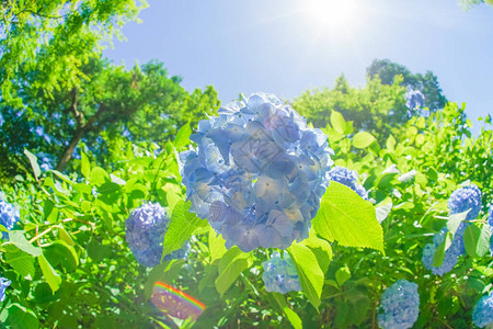 蓝色绣球花和新鲜的绿色图片