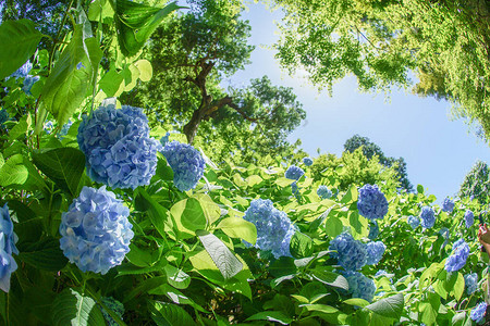 蓝色绣球花和新鲜的绿色图片