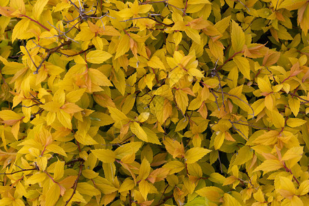 黄色叶子的背景BushSpiraeaJaponica金色公图片
