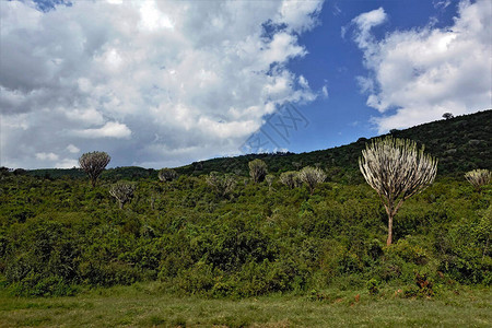 肯尼亚美丽的风景山坡上长着许多灌木其中包括不寻常的植物图片