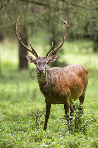 雄鹿队激战正酣