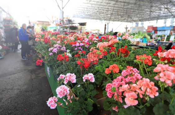 鲜花市场鲜花交换天竺葵图片