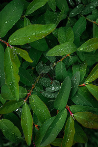 带雨滴的蜂蜜节假日自然背图片