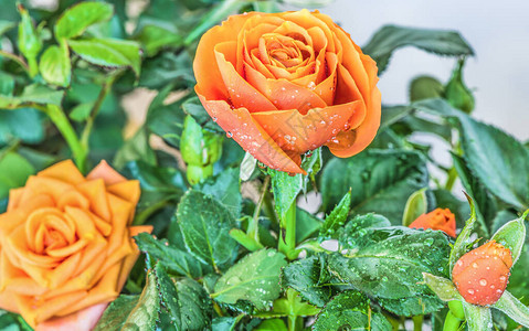 橙色玫瑰在光彩背景上花图片